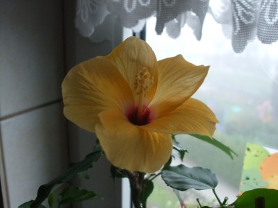 Columbine (2).JPG