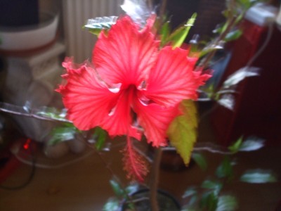 DSCF1523.JPG