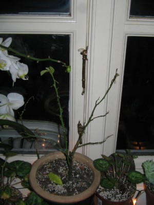 Fensterbank 003.JPG