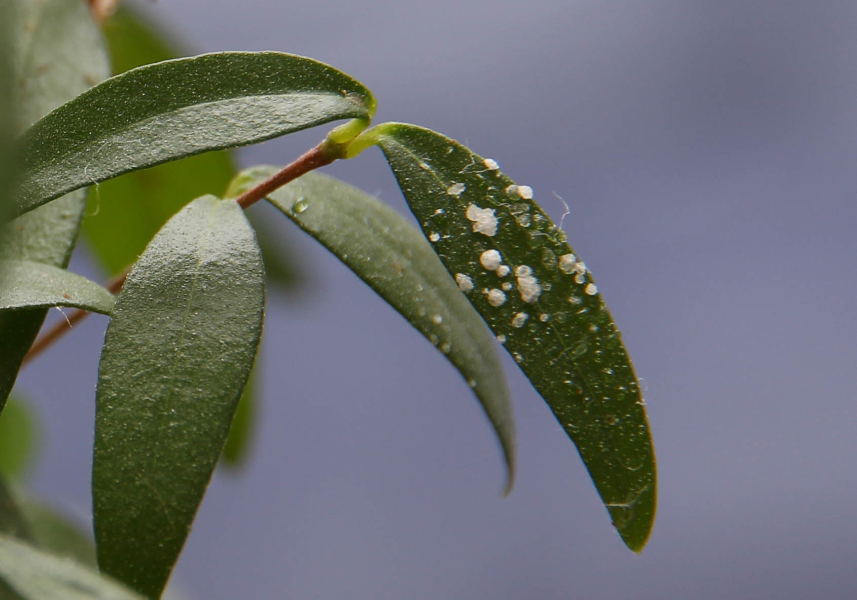 Kristallähnliche, klebrige Ablagerung auf Myrtus Communis ·  Pflanzenkrankheiten & Schädlinge · GREEN24 Pflanzen & Garten Forum