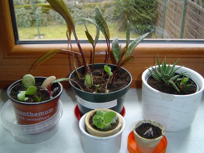 von Vergissmeinicht, 06.03 (2).jpg