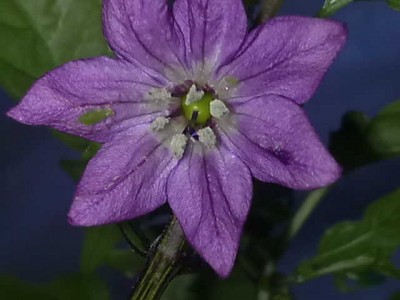 Czech Black_blüte.jpg