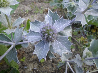 Stranddistel 1.jpg