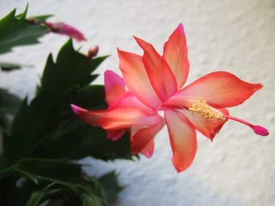 DSCF8592.JPG