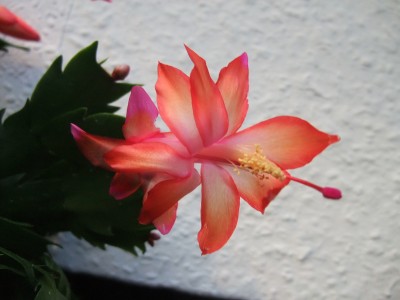 DSCF8594.JPG