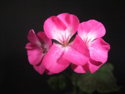 DSCF8516.JPG