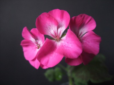 DSCF8517.JPG