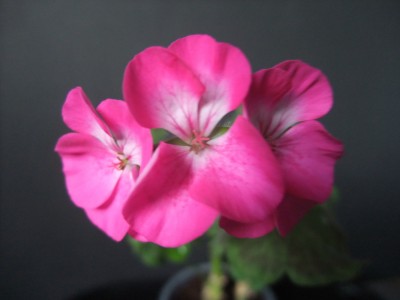 DSCF8519.JPG