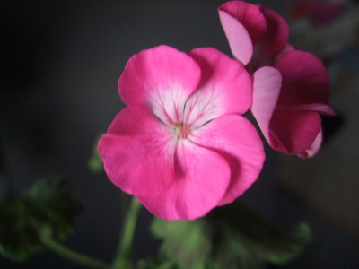 DSCF8521.JPG