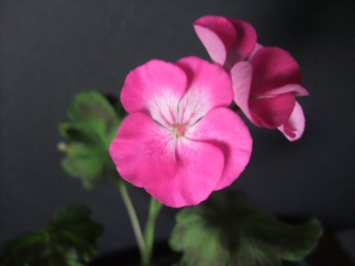 DSCF8525.JPG