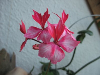 DSCF8580.JPG