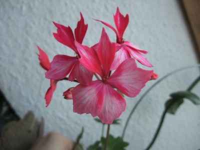 DSCF8581.JPG