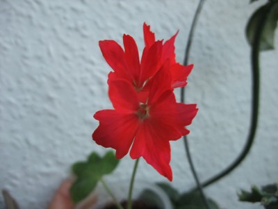 DSCF8582.JPG
