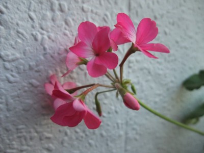 DSCF8584.JPG
