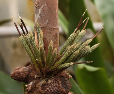 Tillandsia minutiflora (1).jpg