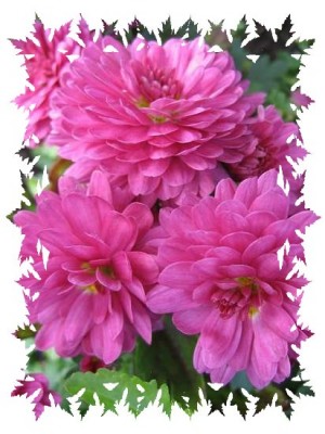 tn_Blumentrog.rosa Blume ganz nah.sehr schön.jpg