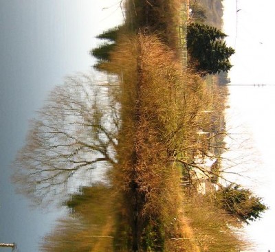 water_tree_by_buters.jpg