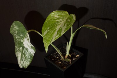 Monstera_05.jpg