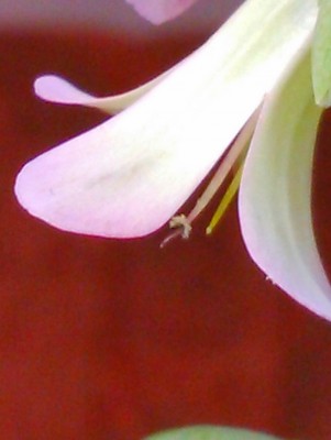 DSC_0025a.JPG