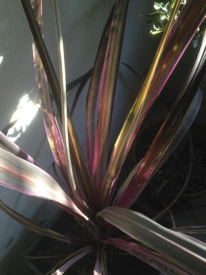 cordyline1.jpg