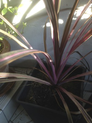 cordyline2.jpg
