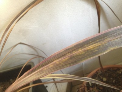 cordyline3.jpg
