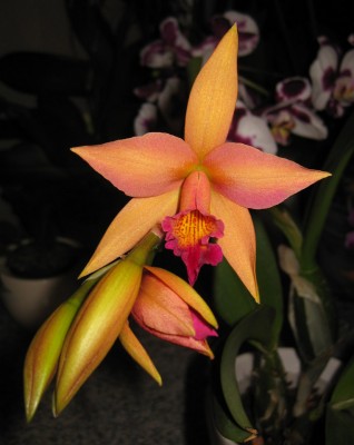 orchidee.jpg