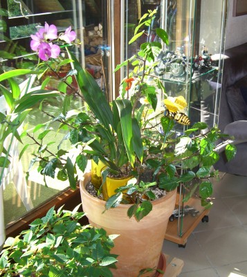 hibiskus großß wz.JPG