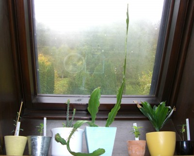 dachfenster Bad.JPG