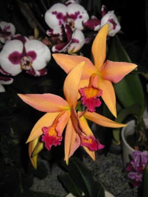 orchid_1782.jpg