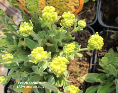Steinkraut, Felsen-.jpg