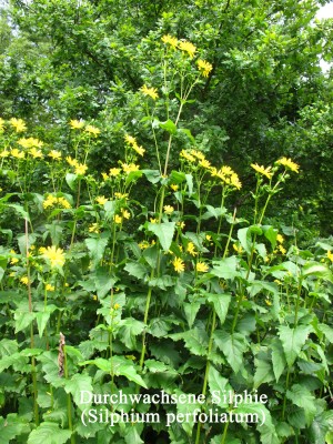 Silphie,Durchwachs. (1).jpg