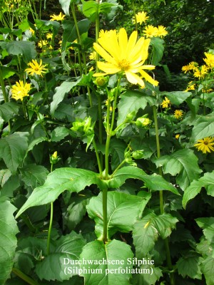 Silphie,Durchwachs. (2).jpg