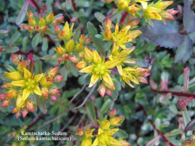 Sedum,Kamtschatka- (1).jpg