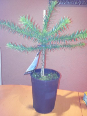 Araucaria 001.jpg