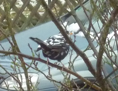 P1040657 bunter Vogel2.jpg