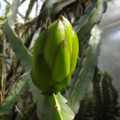 Hylocereus-Knospe 1.jpg