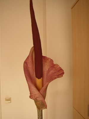 P1010003.JPG