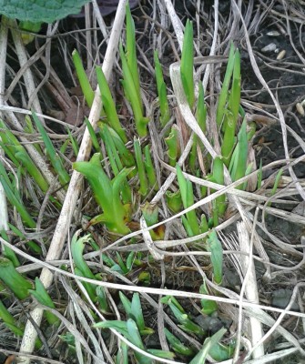 Taglilien Januar 2014-1.jpg