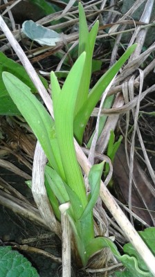 Taglilien Januar 2014-2.jpg