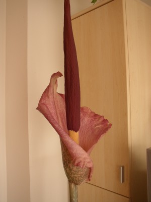 P1010008.JPG