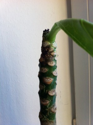 Foto 4.JPG