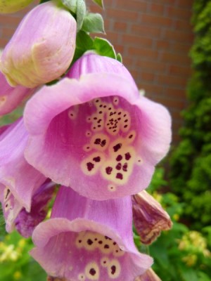 20130717 009.jpg