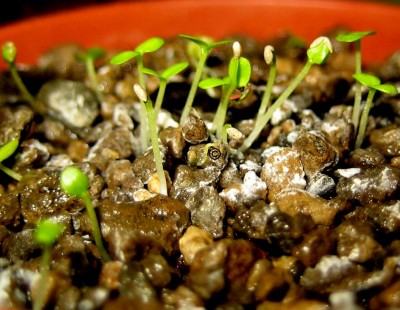 Kindergarten Hawaii-Palme.jpg