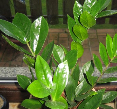 Zamia.jpg