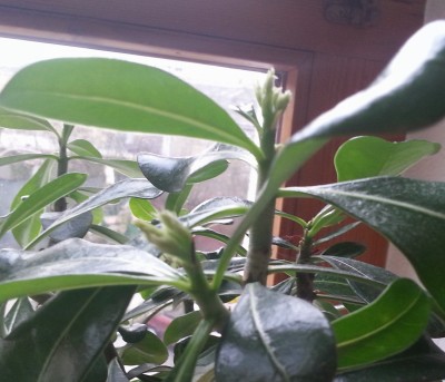 20140129_154502.jpg