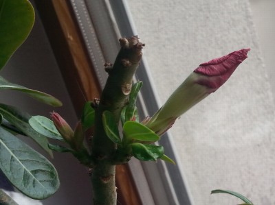 20140129_154520.jpg