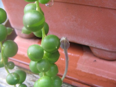 Blühende Erbse 003.jpg