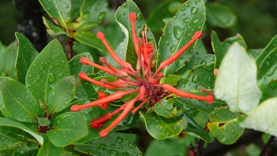 Embothrium_coccineum.jpg