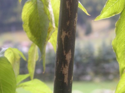 PICT0025.JPG